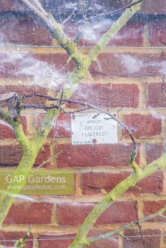 Plastic screen to protect wall trained Prunus armeniaca - Apricot 'Delicot Flavorcot' - from late frosts. RHS Garden Wisley, Surrey, UK.