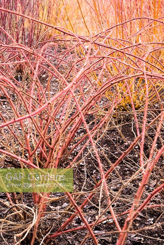 Rubus phoenicolasius - Wineberry