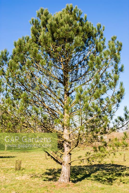 Pinus nigra subsp. pallasiana 