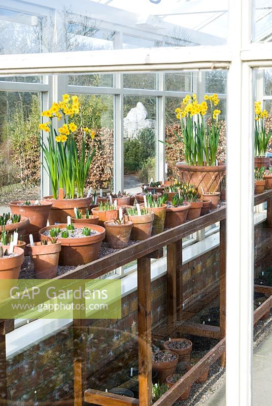 Terracotta pots of spring bulbs on staging in glasshouse. RHS Garden Harlow Carr, North Yorkshire, UK. 