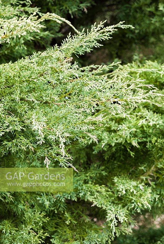 Juniperus x pfitzeriana 'Sulplhur Spray' - Juniper 'Sulphur Spray'
