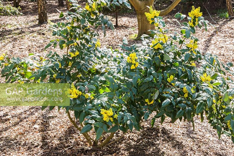 Mahonia aquifolium Caerhays form