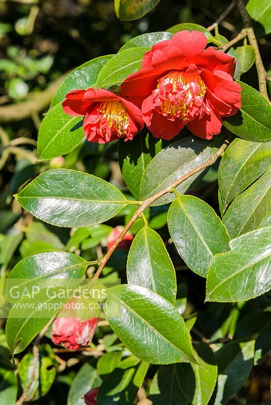 Camellia japonica 'Goshoguruma' 