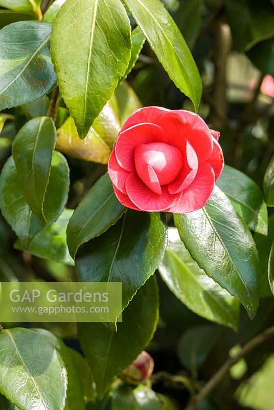 Camellia japonica 'Rubescens Major'