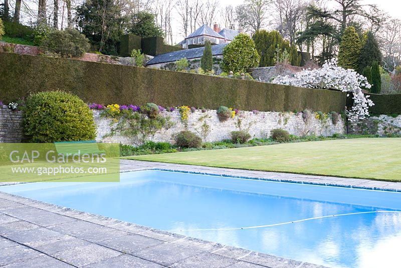 View across swimming pool to terrace walls
 featuring hedging and Prunus 'Taihaku' - great white cherry
