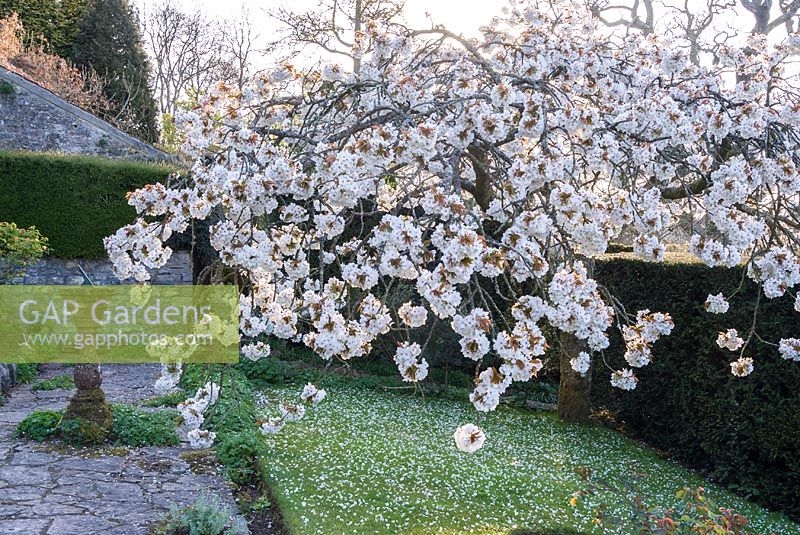 Prunus 'Taihaku' - the great white cherry in full blossom
