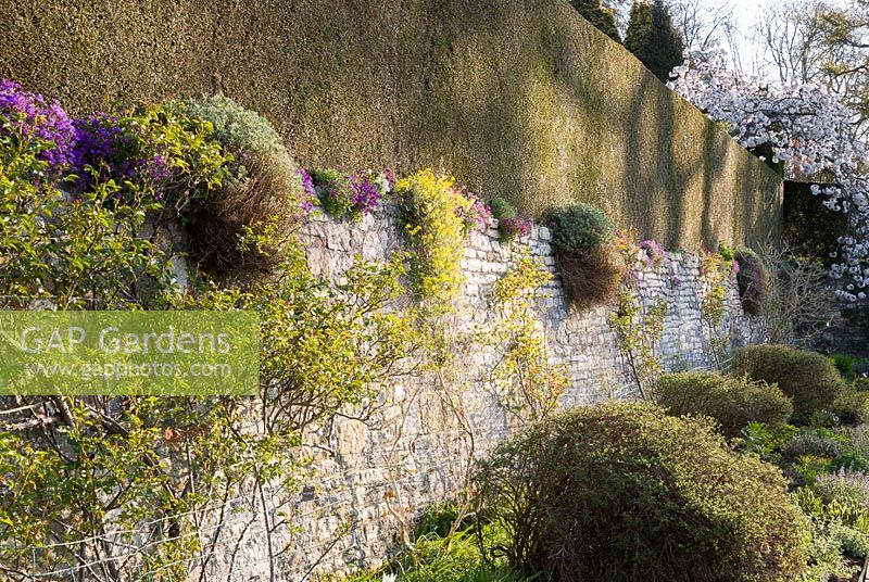 Retaining wall topped with formal hedge but softened with aubretia
