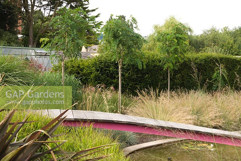 Contemporary garden with wooden bridge across pond, planting of ornamental grasses such as 
Chasmanthium latifolium and Panicum, a row of Robinia x margaretta 'Pink Cascade'
