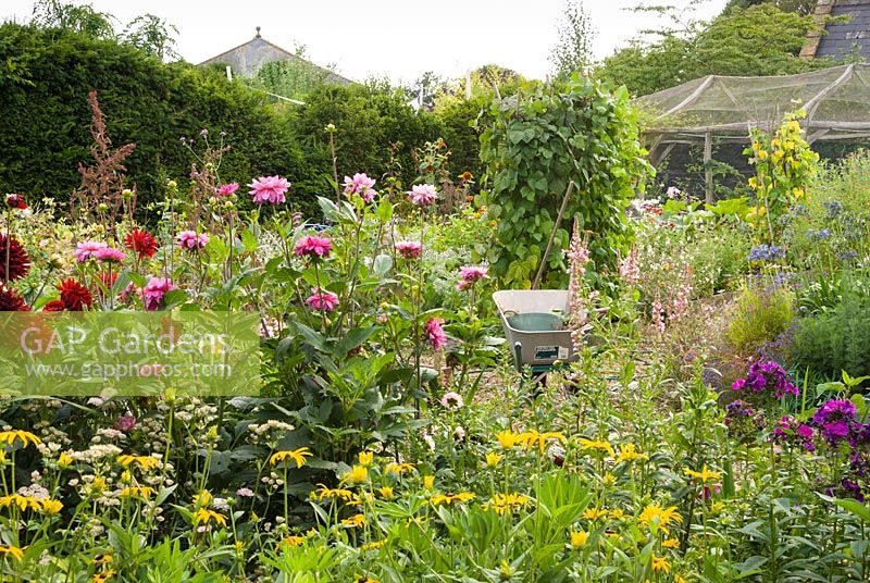 Potager with mix of flowers and edible plants including dahlias and 
climbing beans 