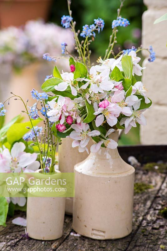 Apple blossom and Forget-me-nots in small pottery vases.