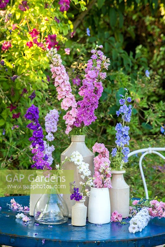 Delphinium consolida - Larkspur - displayed in small pottery vases on table. 