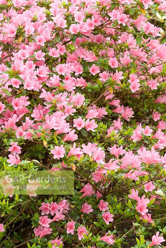 Rhododendron 'Kirirn'