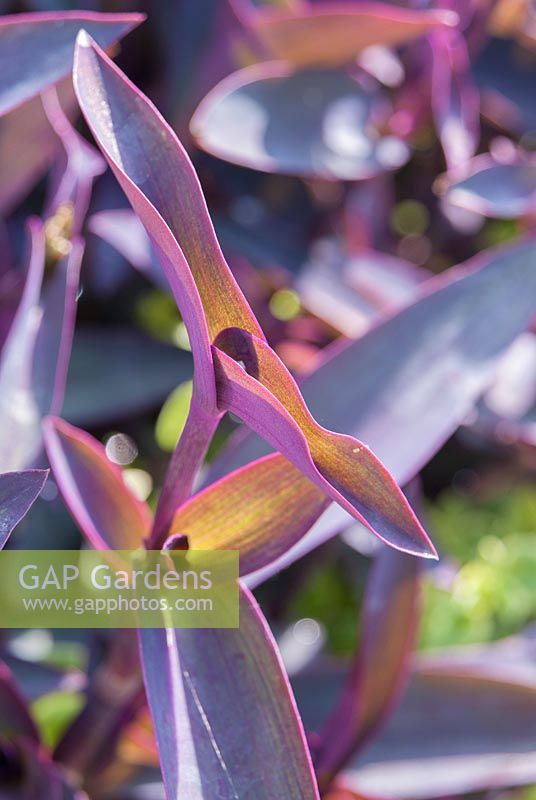 Tradescantia pallida 'Purpurea' - Purple Spiderwort 