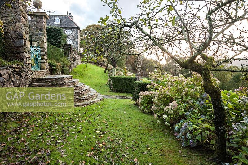 Stone steps with Hydrangeas and yew hedging. Plas Brondanw, Gwynedd, Wales