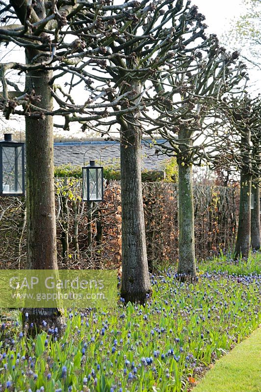 The lime avenue underplanted with Muscari latifolium. Wollerton Old Hall, Hodnet, Market Drayton, Shropshire, UK