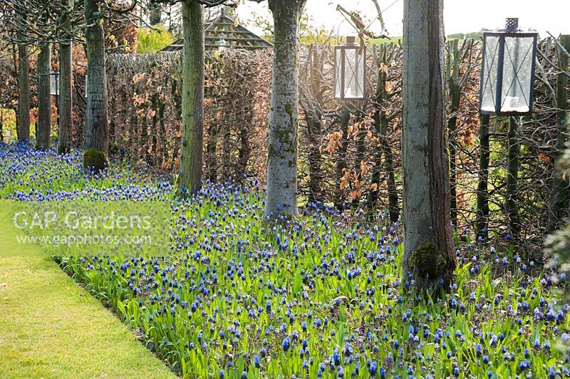 The lime avenue underplanted with Muscari latifolium. Wollerton Old Hall, Shropshire, UK. 