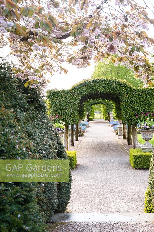 Central archway of Portugese laurel in The Summer Garden, Holker Hall, Grange over Sands, Cumbria, UK. 