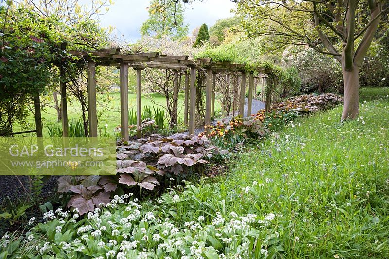 Long, wooden pergola surrounded by long grasses, Rodgersia and tulips. Holker Hall, Grange over Sands, Cumbria, UK. 