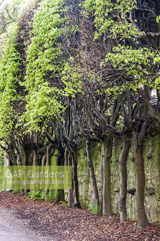 Fagus - Beech - trees trained into an elevated hedge. Holker Hall, Grange over Sands, Cumbria, UK. 
