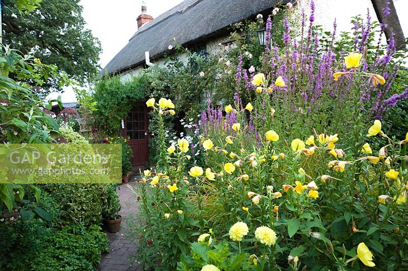 Lythrum salicaria - Purple loosestrife, Oenothera - evening primrose and dahlias flower in border by thatched cottaged. Hilltop, Stour Provost, Dorset, UK. 
