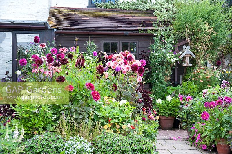 View of flowering Dahlias and other perennials in containers in cottage garden. Hilltop, Stour Provost, Dorset, UK.