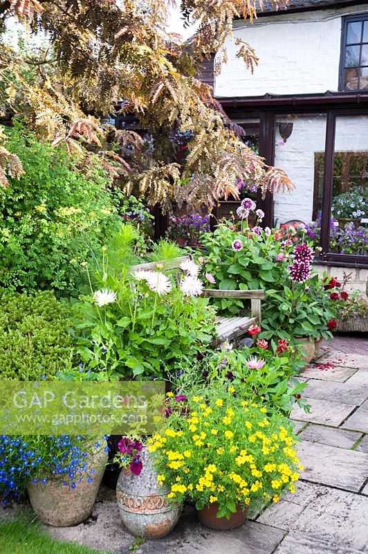 Pots of annuals and perennials cluster around a bench  in cottage garden. Hilltop, Stour Provost, Dorset, UK. 