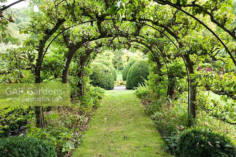 Apple tunnels in Tunnel Garden. Heale House, Middle Woodford, Salisbury, Wiltshire, UK