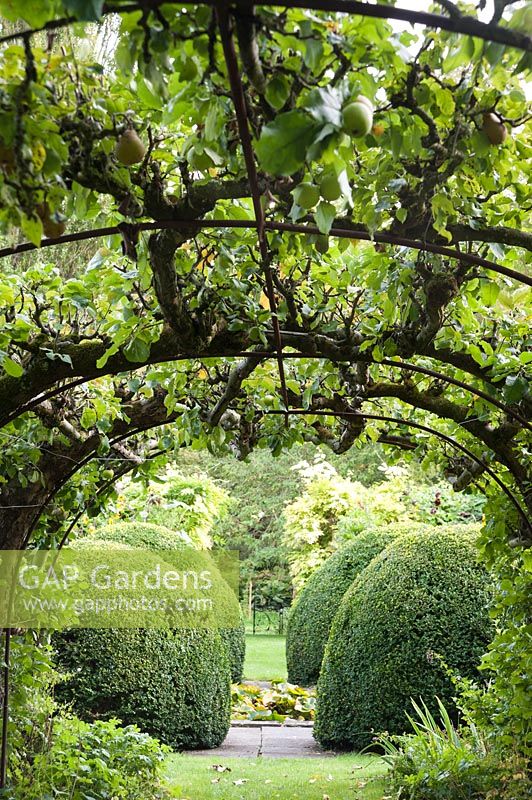 Trained Malus - Apple - trees form archway in the Tunnel Garden. Heale House, Middle Woodford, Salisbury, Wilts, UK. 