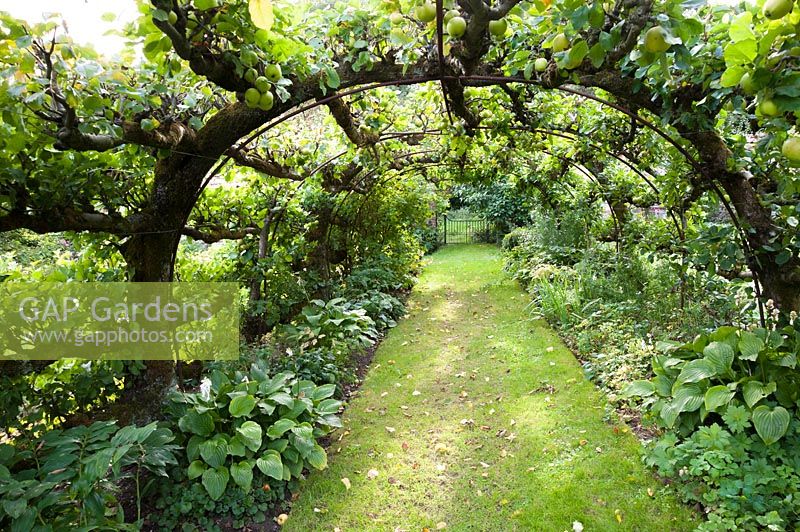 Apple tunnels in Tunnel Garden. Heale House, Middle Woodford, Salisbury, Wiltshire, UK