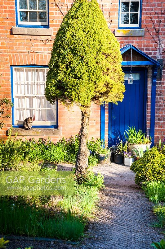 Front of the house with containers and border of periwinkles and muscari. Moors Meadow Garden and Nursery, Bromyard, Herefordshire, UK. 