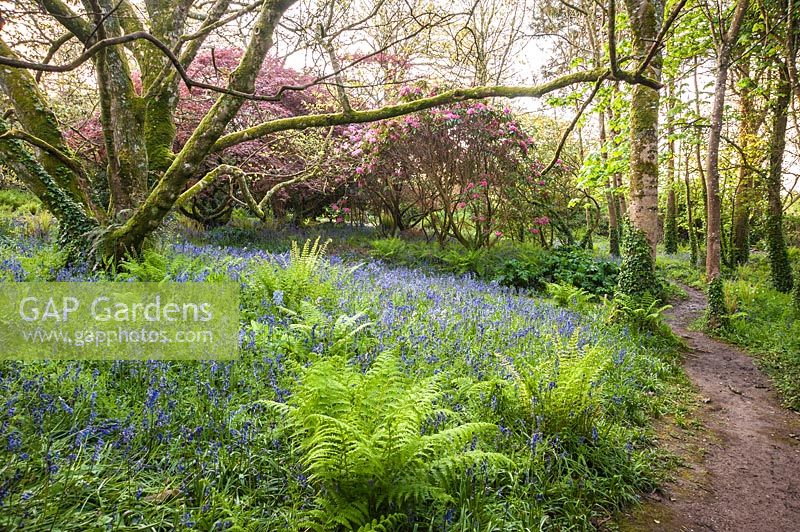 Bluebells and ferns with magnolias, acers and rhododendrons. Trewidden Garden, nr Penzance, Cornwall, UK