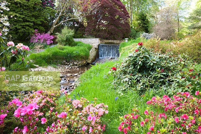 Addicombe Brook, surrounded by flowering azaleas and rhododendrons. Lukesland, Harford, Ivybridge, Devon, UK. 