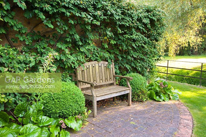 Bench with box balls, bergenias and a trained shrub on wall. Mill House, Netherbury, Dorset, UK