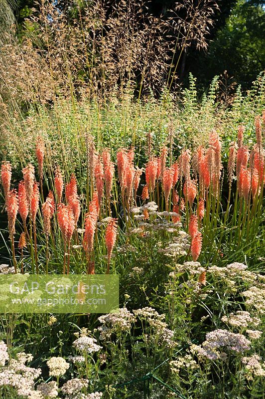 Kniphofia 'Timothy' with Achillea 'Lachsschonheit' and Stipa gigantea. Sir Harold Hillier Gardens, Hampshire, UK