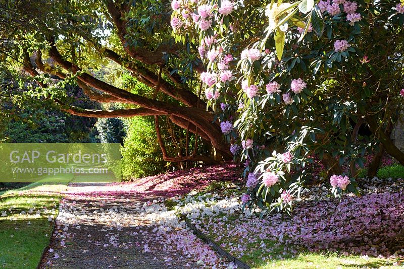 Path scattered with fallen rhododendron flowers at Tregrehan Gardens, Par, Cornwall UK