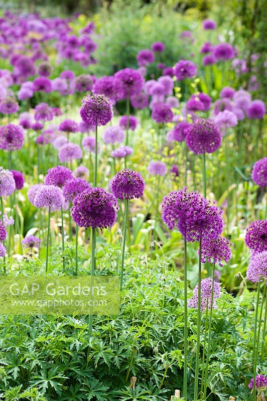 Allium hollandicum 'Purple Sensation' and Allium aflatunense 
