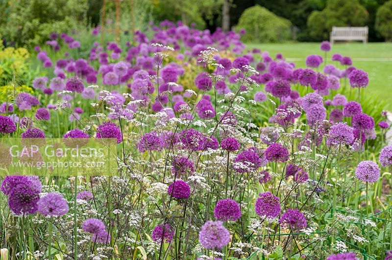 A mixture of Allium hollandicum 'Purple Sensation', paler Allium. aflatunense and Anthriscus in the Centenary borders. Sir Harold Hillier Gardens, Ampfield, Romsey, Hants, UK. 