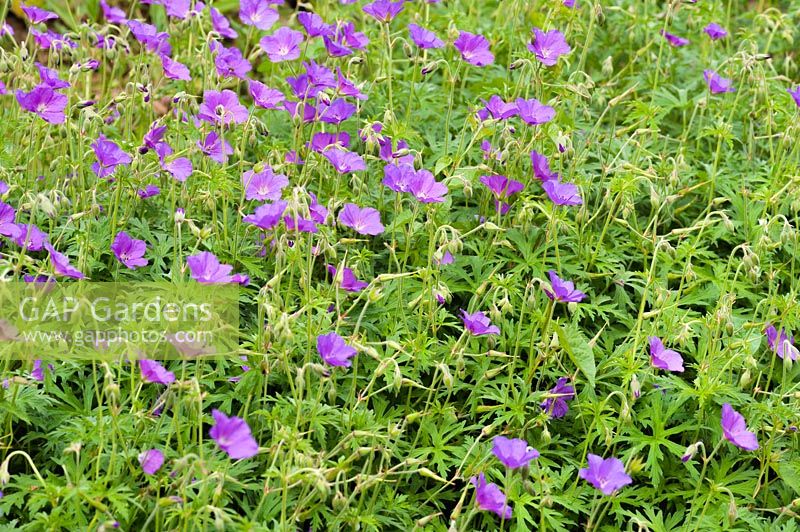 Geranium clarkei 'Kashmir Purple' - Cranesbill 'Kashmir Purple'