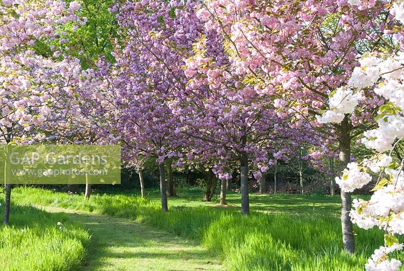 Double pink Prunus 'Kanzan' and white 'Shogetsu' in cherry blossom circle, Harris Garden, University of Reading, Berkshire, UK
