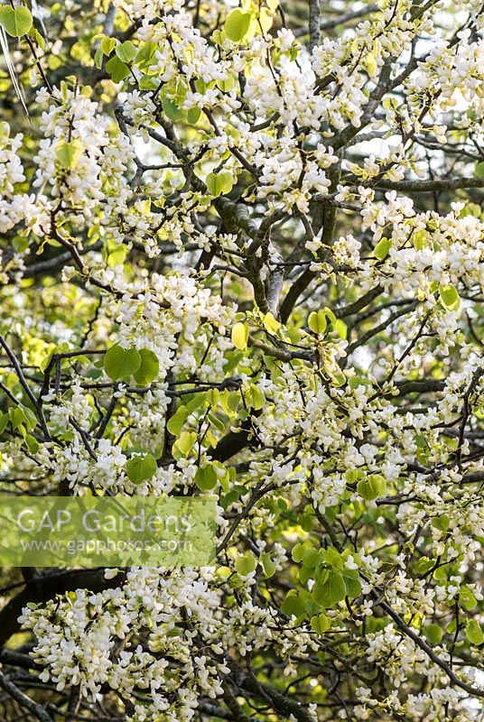 White flowered Cercis siliquastrum albida - Judas tree