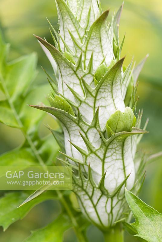 Flower spike of Acanthus spinosus 