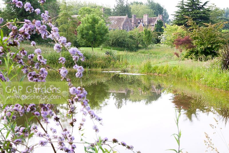 Meadow and pond with conifers and birches, Cothay Manor, Somerset