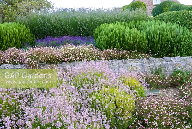 Layers of different coloured lavenders interspersed with wall daisy, Erigeron karvinskianus, and rosemary. Cliff House, Holworth, Dorchester, Dorset, UK
