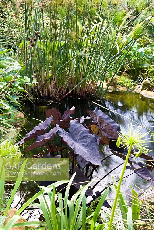 Colocasia with Cyperus and Egyptian papyrus. Abbotsbury Subtropical Gardens, Dorset, UK
