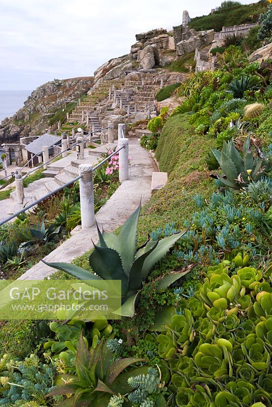 Aeoniums, aloes and agaves one slopes of Minack Theatre, Porthcurno, Penzance, Cornwall, UK