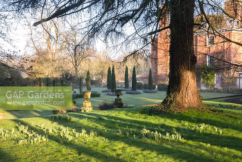 Junipers in garden at Welford Park, Newbury, Berkshire, UK
