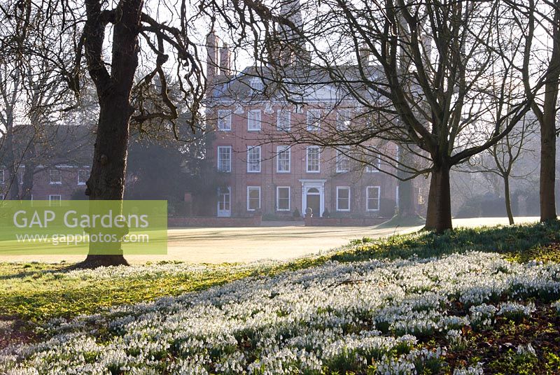 Snowdrops and aconites with old Tilia - Lime trees and Queen Anne house. Welford Park, Newbury, Berkshire, UK