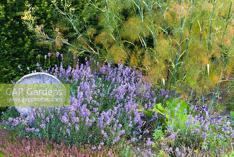 Sunken herb garden with thyme, lavender and fennel. Cider House, Buckland Abbey, Devon, UK