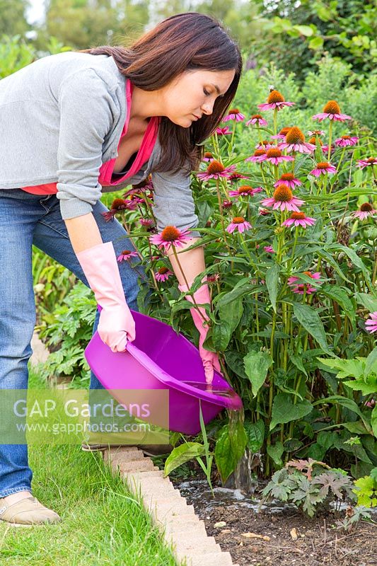 Woman pouring grey water from washing up bowl onto flowerbed.
