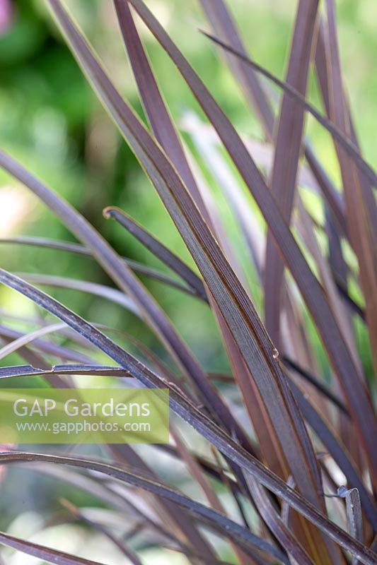 Closeup of Phormium 'Back in Black' - New Zealand Flax 
